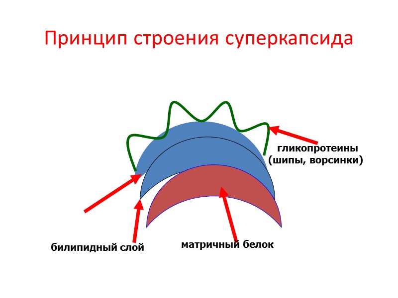 Принцип строения суперкапсида   билипидный слой матричный белок    гликопротеины (шипы,